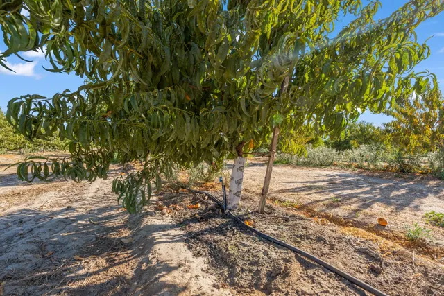 a view of a flower in a garden