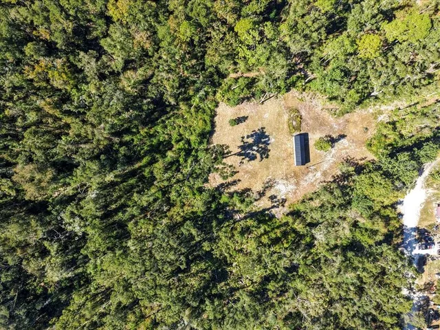 a close up of a tree in a garden