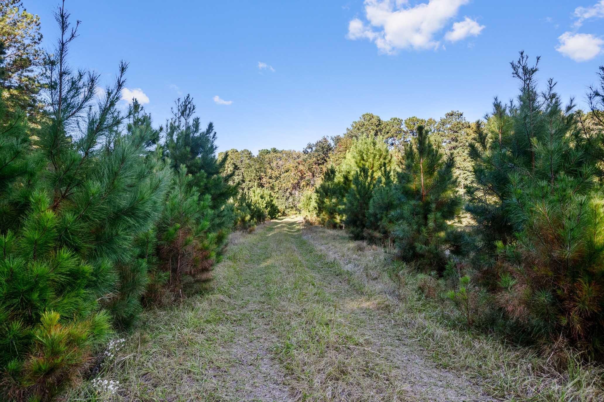 2418 Plow Ground Road Johns Island, SC 29455 - Photo 2 of 17 HFL_PLOW GROUND RD_30 ACRES-13