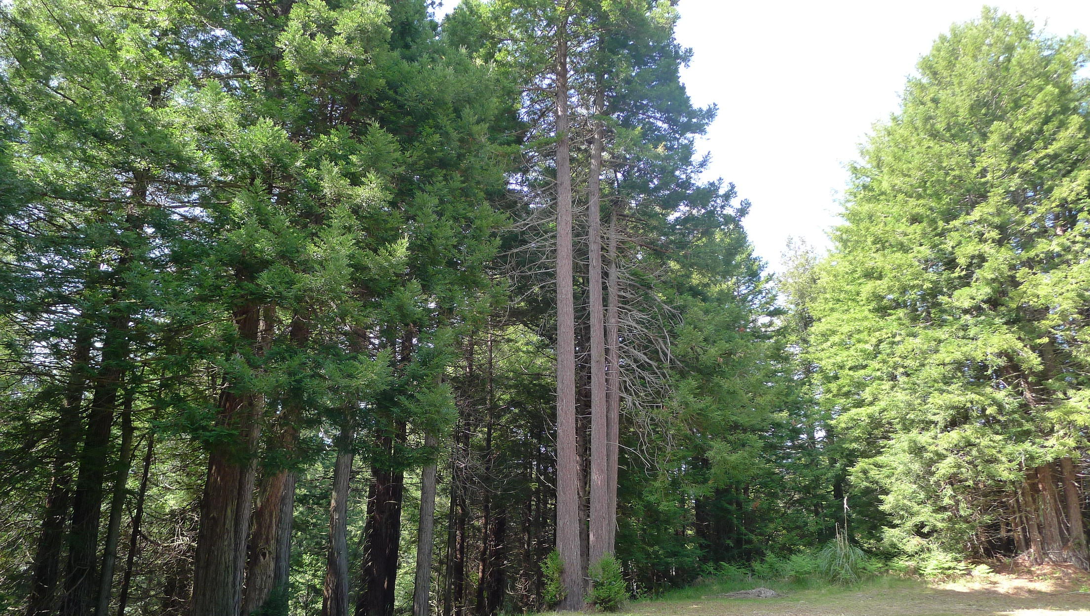 120 May Road Eureka, CA 95503 - Photo 15 of 22 tall trees
