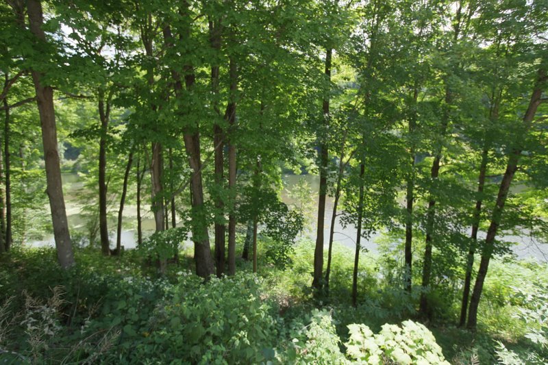 29 Glendale Road Stockbridge, MA 01262 - Photo 21 of 23 a view of a lush green forest