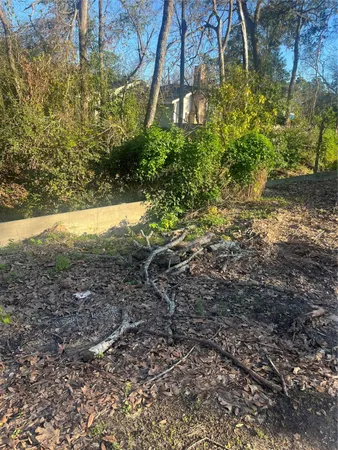 a view of a yard with plants and large trees