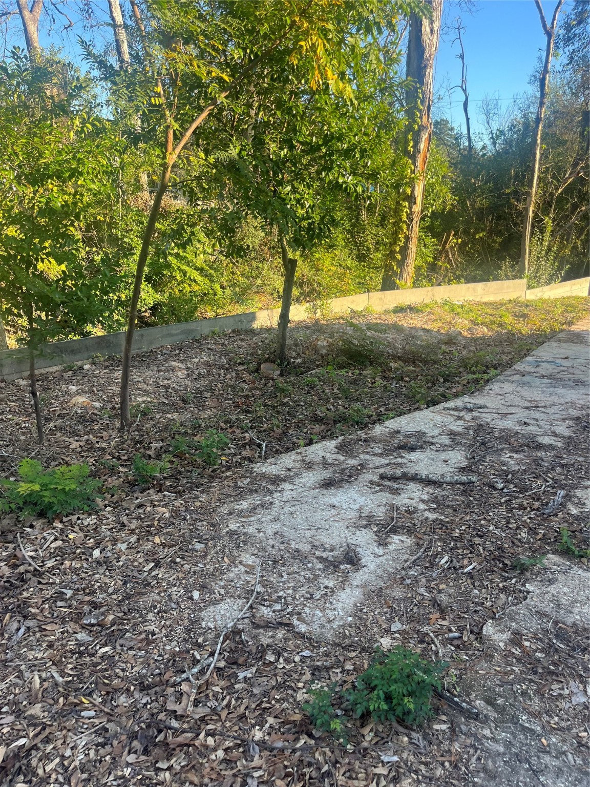 409 Wagers Street Conroe, TX 77301 - Photo 5 of 21 a view of a yard with plants and trees
