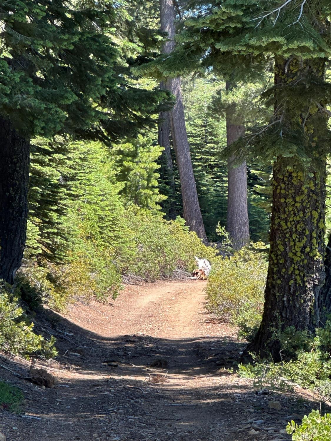 25609 Hoosier Road Nevada City, CA 95959 - Photo 20 of 44