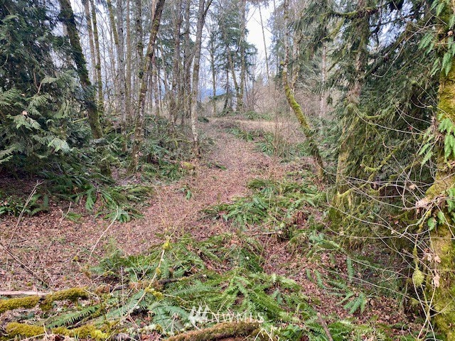 14126 Littlerock Road Southwest Rochester, WA 98579 - Photo 40 of 40 a view of forest