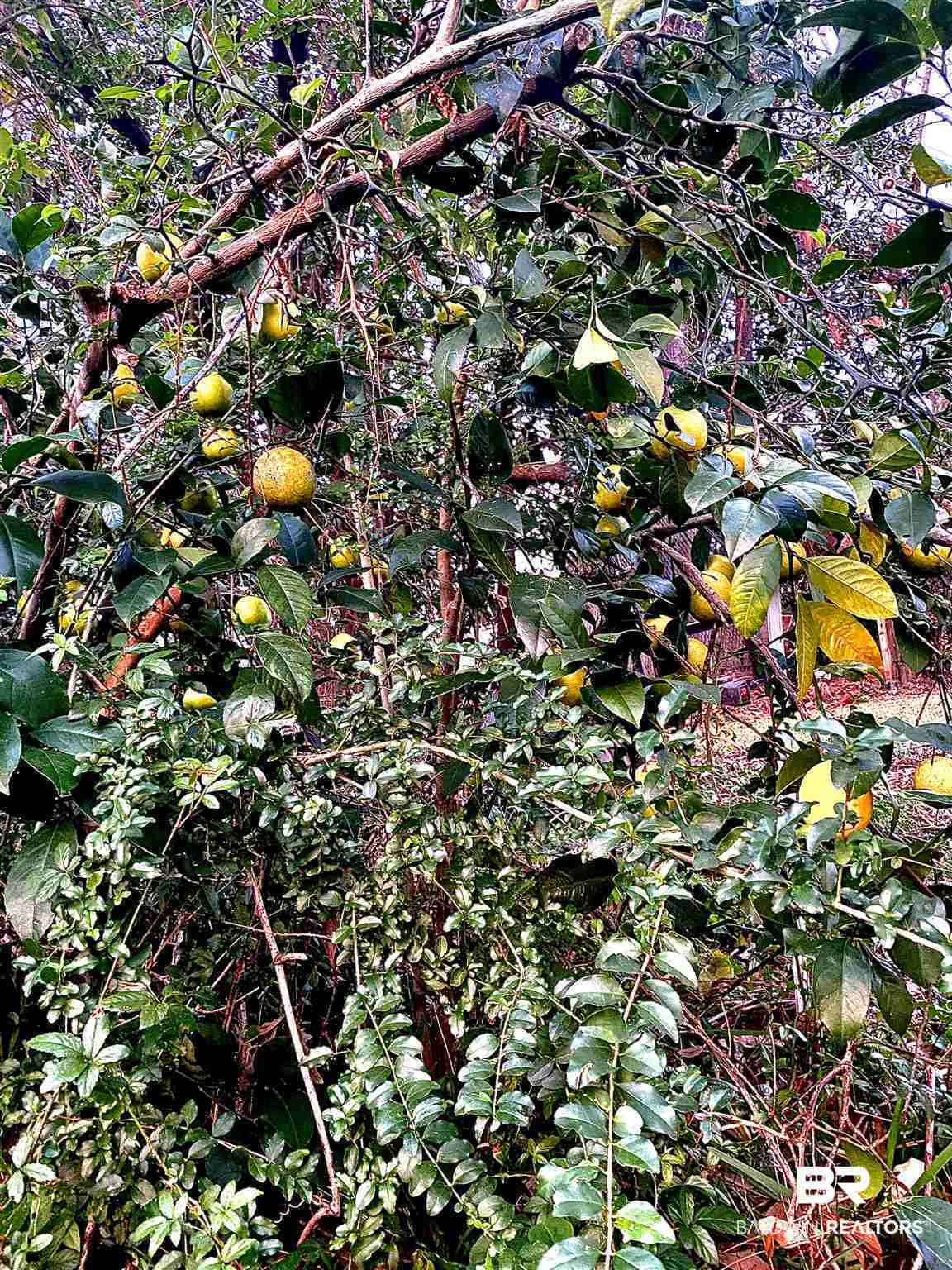 108 Richmond Road Daphne, AL 36526 - Photo 17 of 18 Lemon tree, close to everything, great schools,
