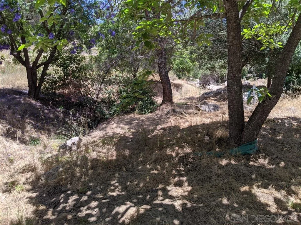 14941 Lyons Valley Road Jamul, CA 91935 - Photo 11 of 24 a view of a forest with trees