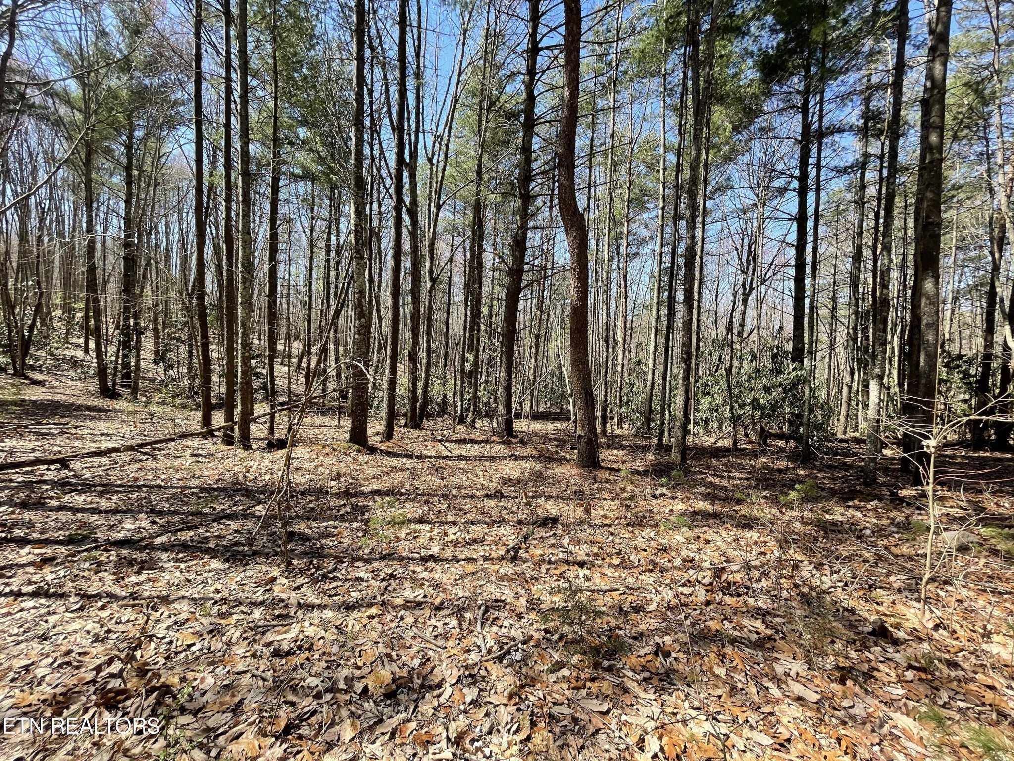 962 Lighten Road Parrottsville, TN 37843 - Photo 12 of 20 Gallery Image 12