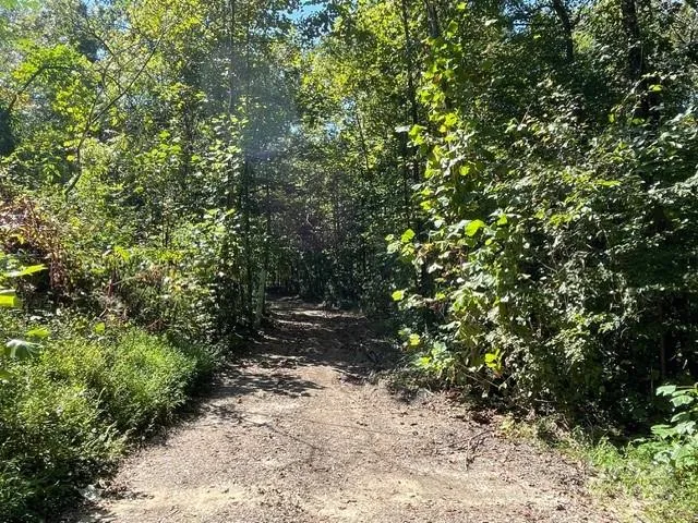 a view of a forest with trees