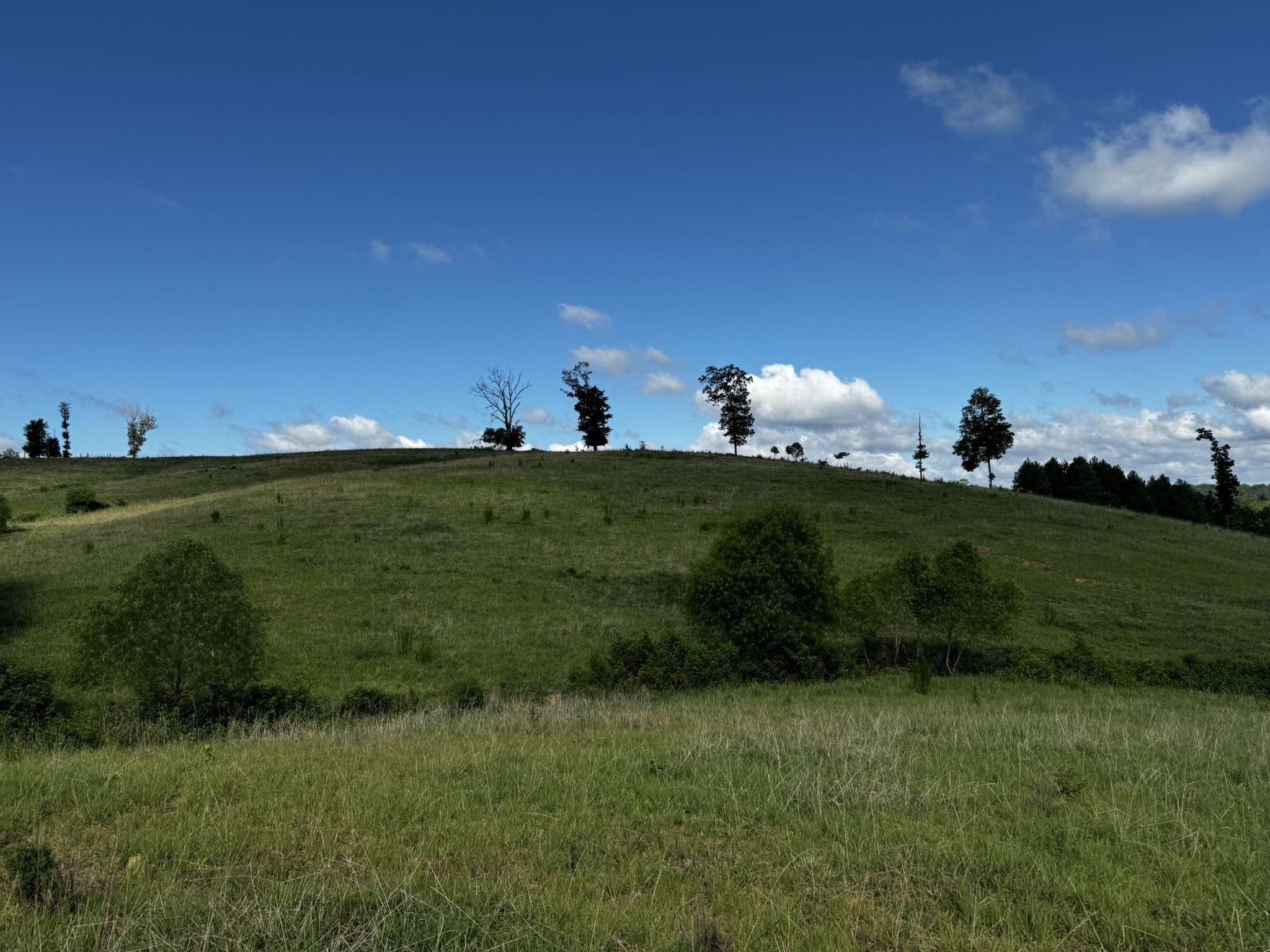 7 Brigham Branch Road Erin, TN 37061 - Photo 25 of 47 a view of a grassy field with an trees