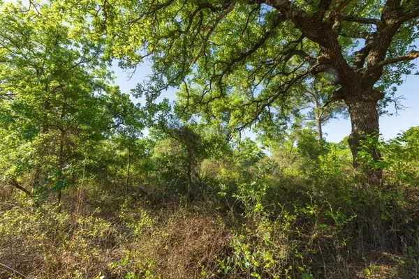 a view of a tree