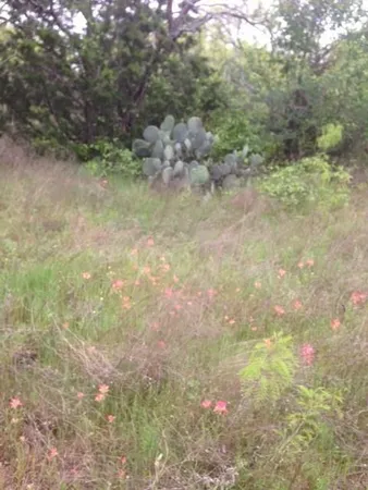 a view of a forest