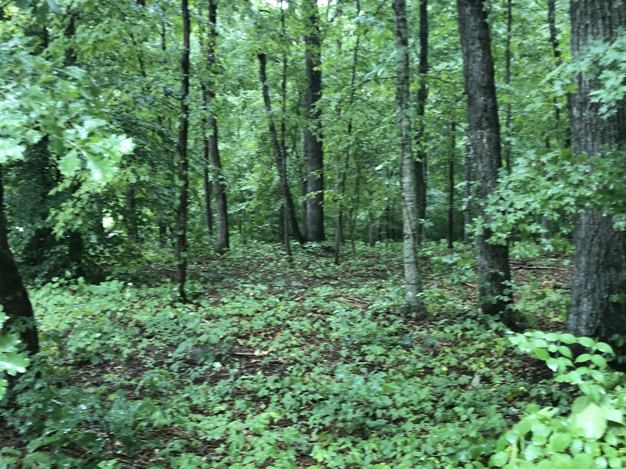 0 Johnny Hall Road Burns, TN 37029 - Photo 2 of 5 Gallery Image 2