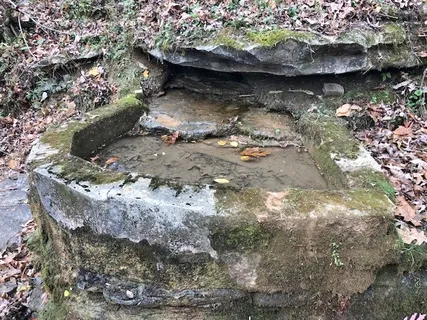 a view of a forest filled with trees