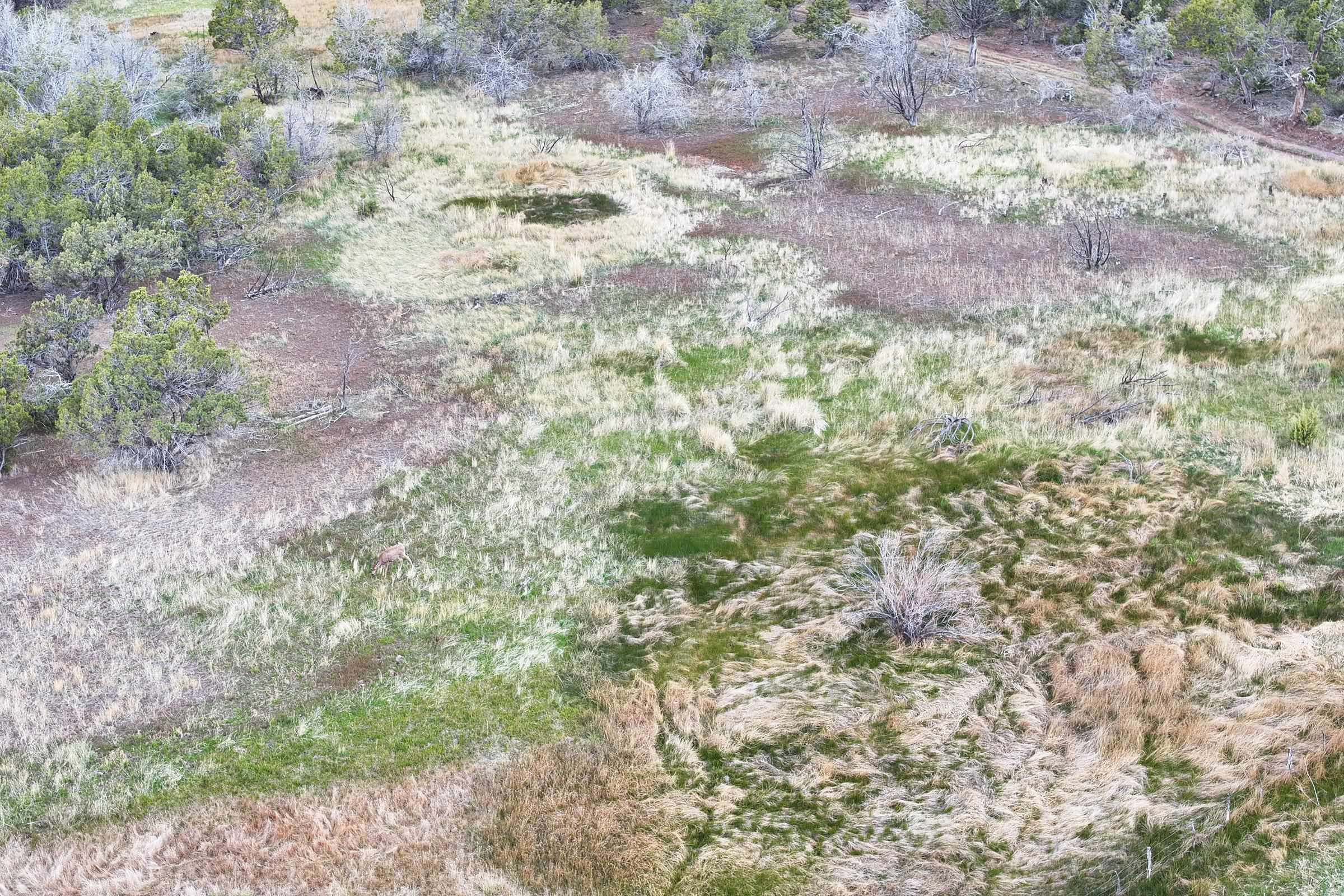 12705 55 Road Collbran, CO 81624 - Photo 21 of 31 a view of a yard with a tree