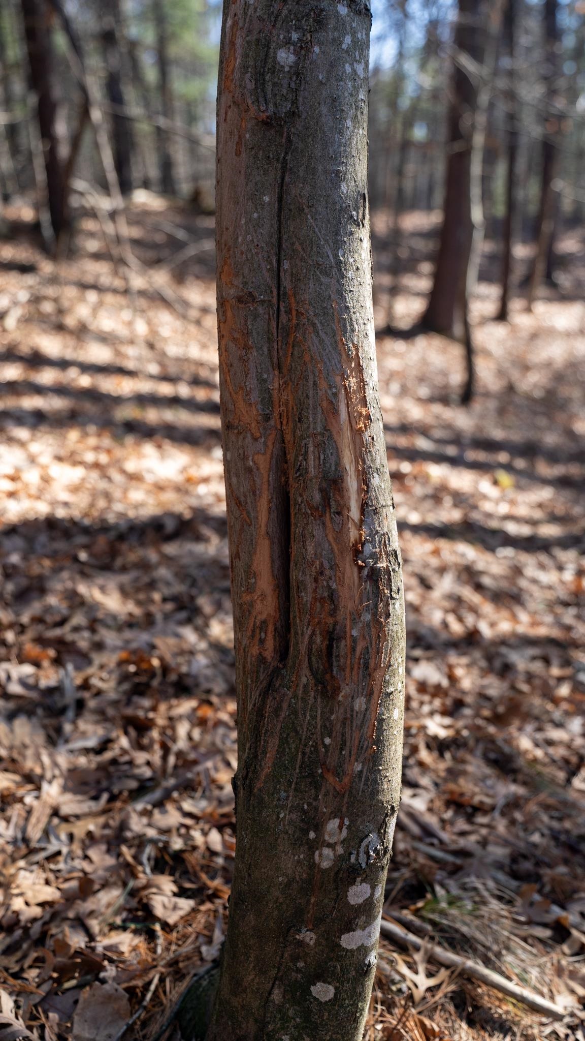 W7113 Leigh Road Mauston, WI 53948 - Photo 49 of 84