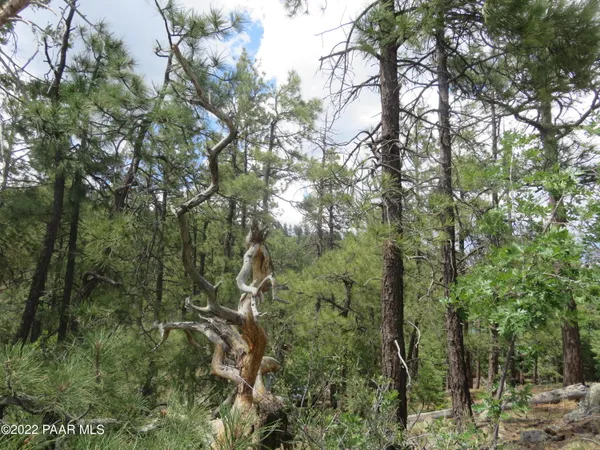 a view of a forest with a tree