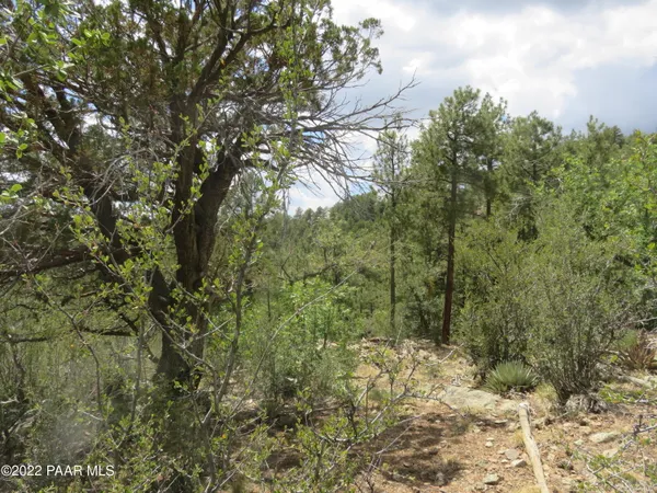 a view of a forest with trees in the background