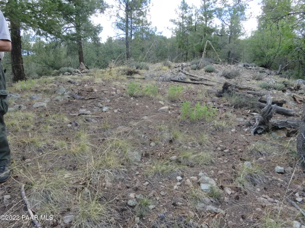a view of a forest with trees in the background