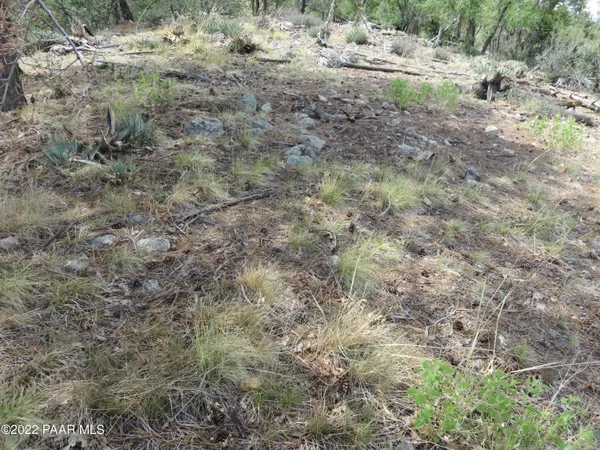 a view of a dry yard with trees