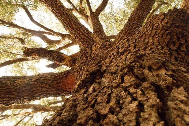 $299,000 | 1447 State Rd S-15-28, Walterboro, SC 29488