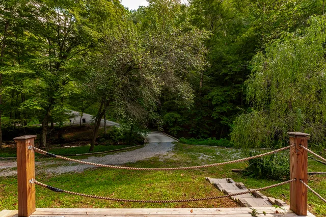a view of a yard with plants and large trees