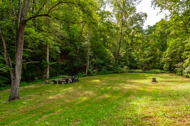 a view of a forest with a tree