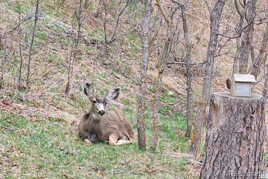 9088 South Murphy Gulch Road Littleton, CO 80127 - Photo 24 of 50 a picture of a tree