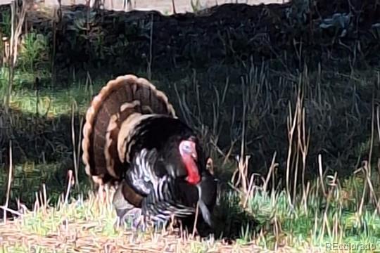 9088 South Murphy Gulch Road Littleton, CO 80127 - Photo 25 of 50 a view of a backyard of a house