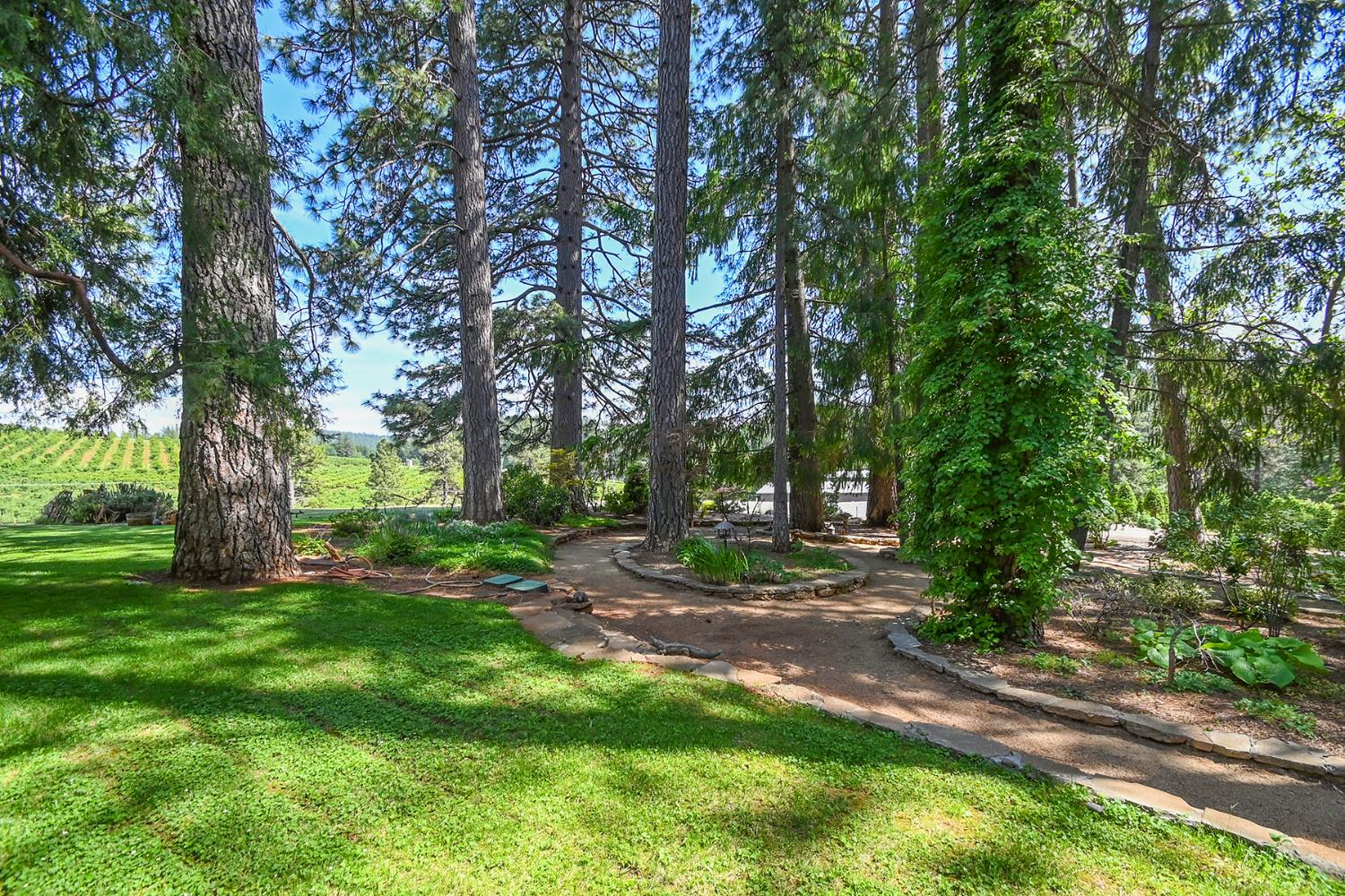 2640 Sky Ranch Lane Camino, CA 95709 - Photo 40 of 62 a view of a yard with tree s