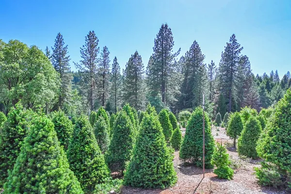 a view of a garden with plants and trees