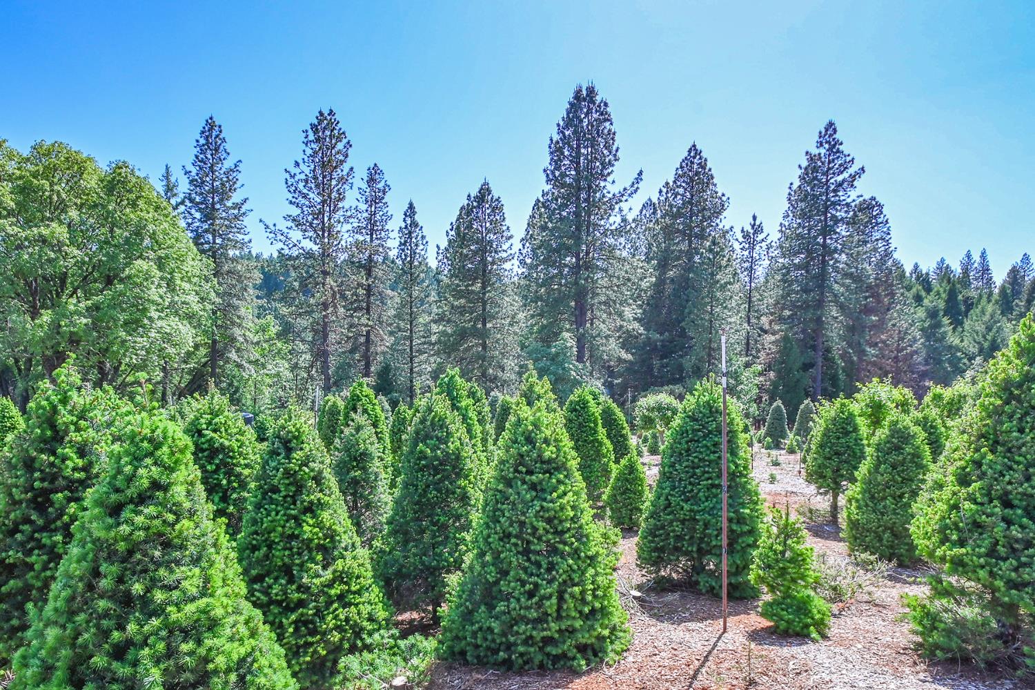 2640 Sky Ranch Lane Camino, CA 95709 - Photo 4 of 62 a view of a garden with plants and trees