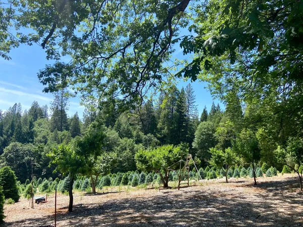 a view of a house with a yard and tree