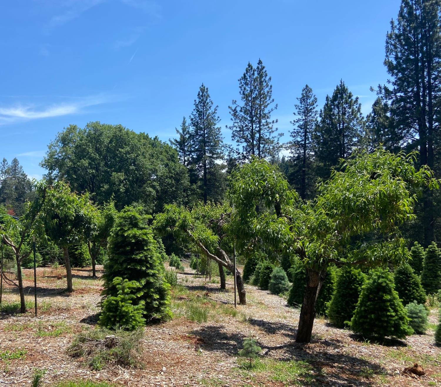 2640 Sky Ranch Lane Camino, CA 95709 - Photo 57 of 62 a view of a backyard