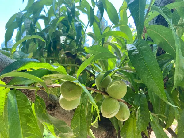 a close up of a plant in a garden