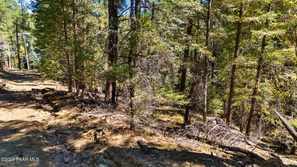 a view of a tree with lots of trees