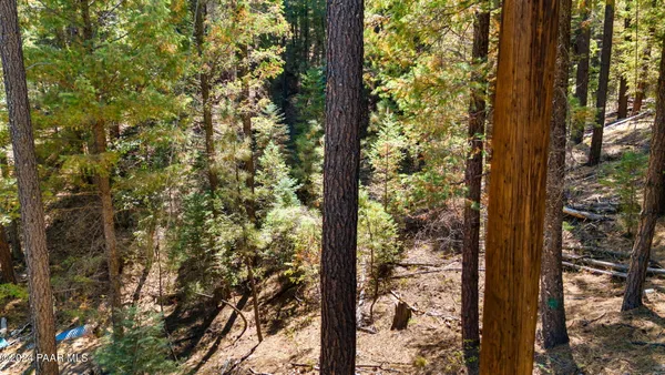 a view of a forest from a tree