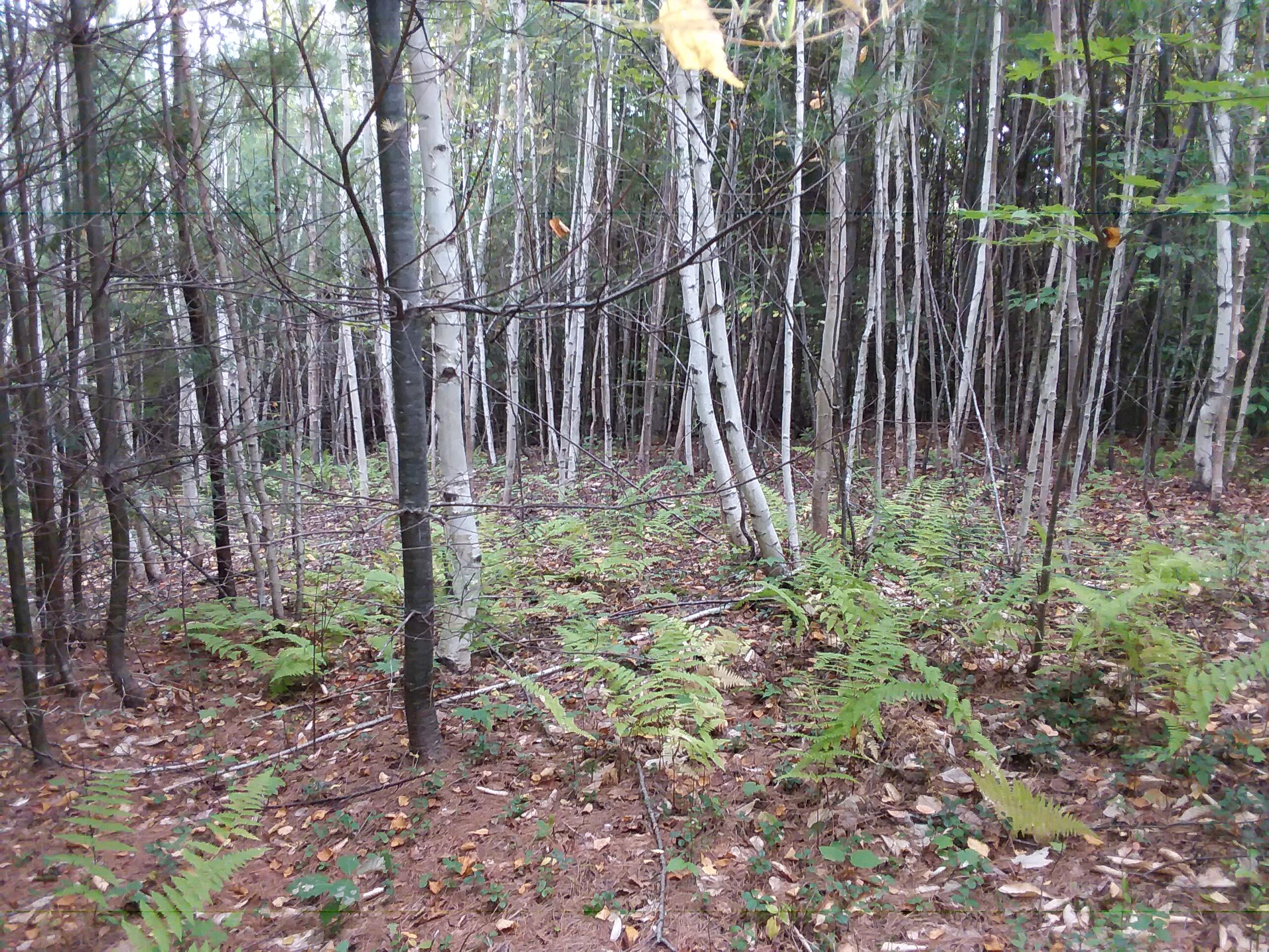 0 Mc Neil Road Fryeburg, ME 04037 - Photo 10 of 19 20210927_150027