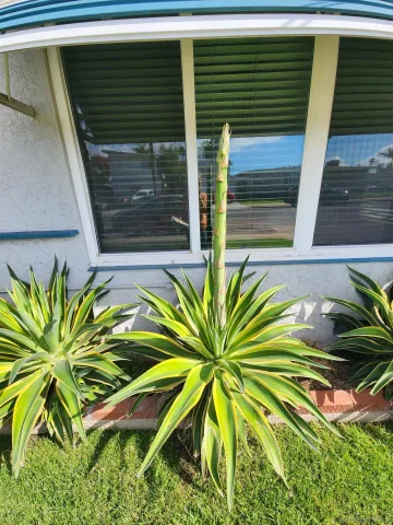 a view of a backyard with plants