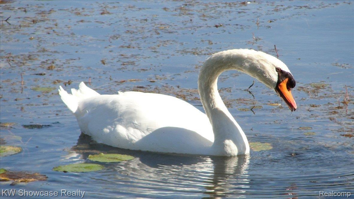 3945 Pitt Road Waterford, MI 48328 - Photo 20 of 24 Beautiful Swan on Watkins Lake