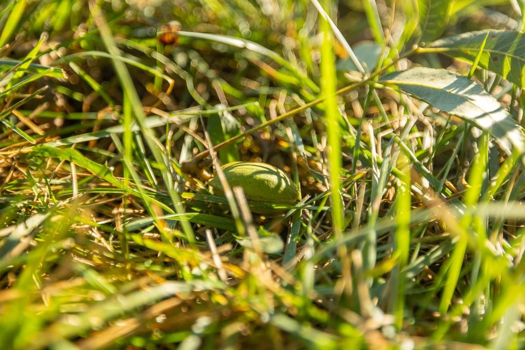 3497 Southwest County Road 1067 Butler, MO 64730 - Photo 37 of 93