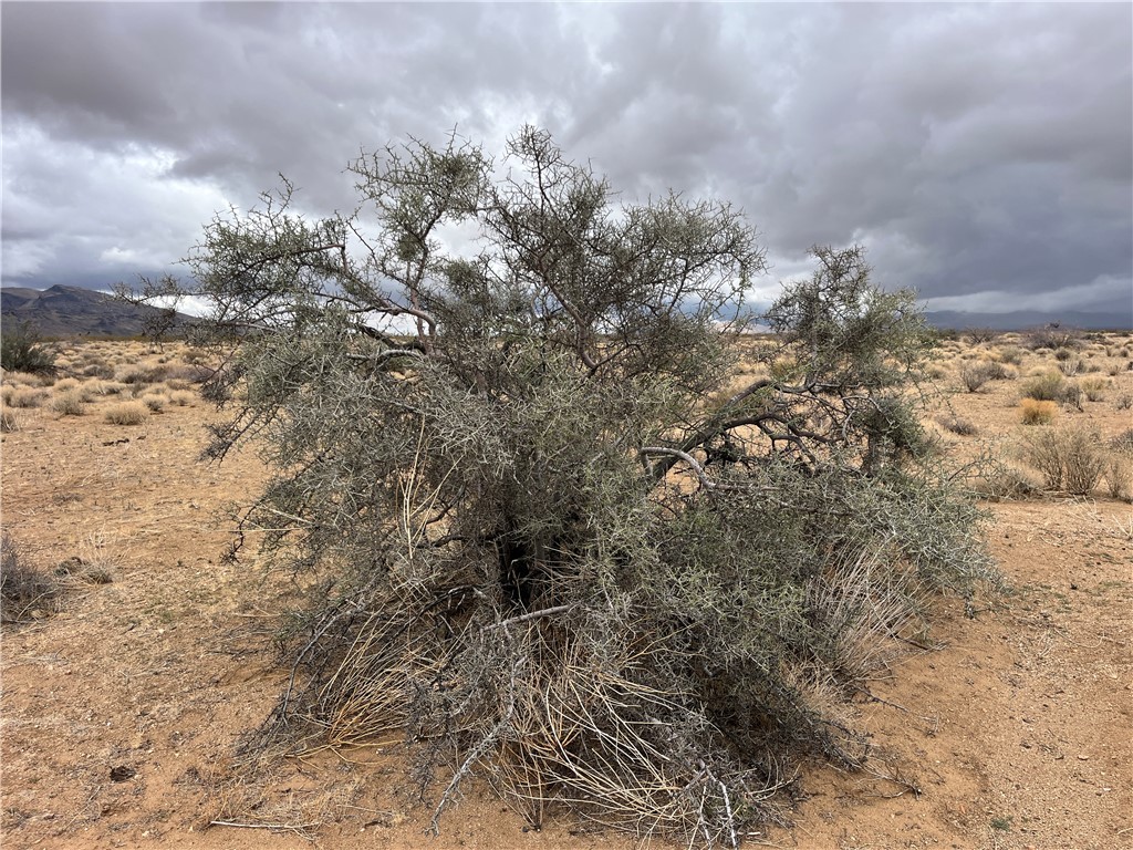 113 Truman Road Golden Valley, AZ 86413 - Photo 14 of 30 a view of a bunch of trees