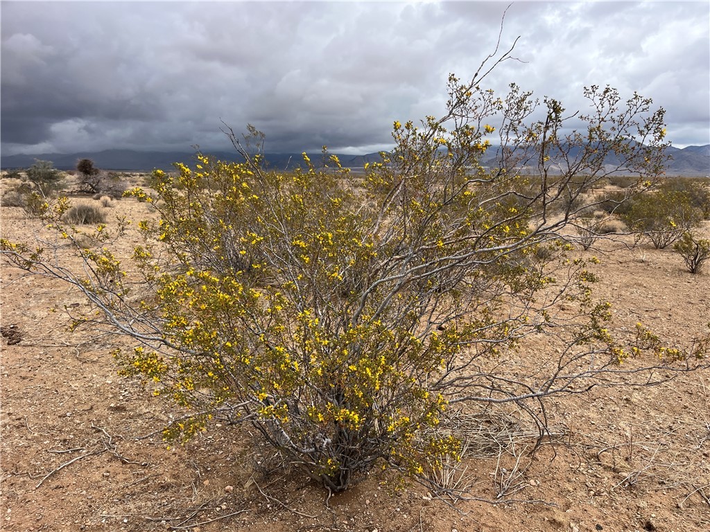 113 Truman Road Golden Valley, AZ 86413 - Photo 22 of 30 a close up of a plant