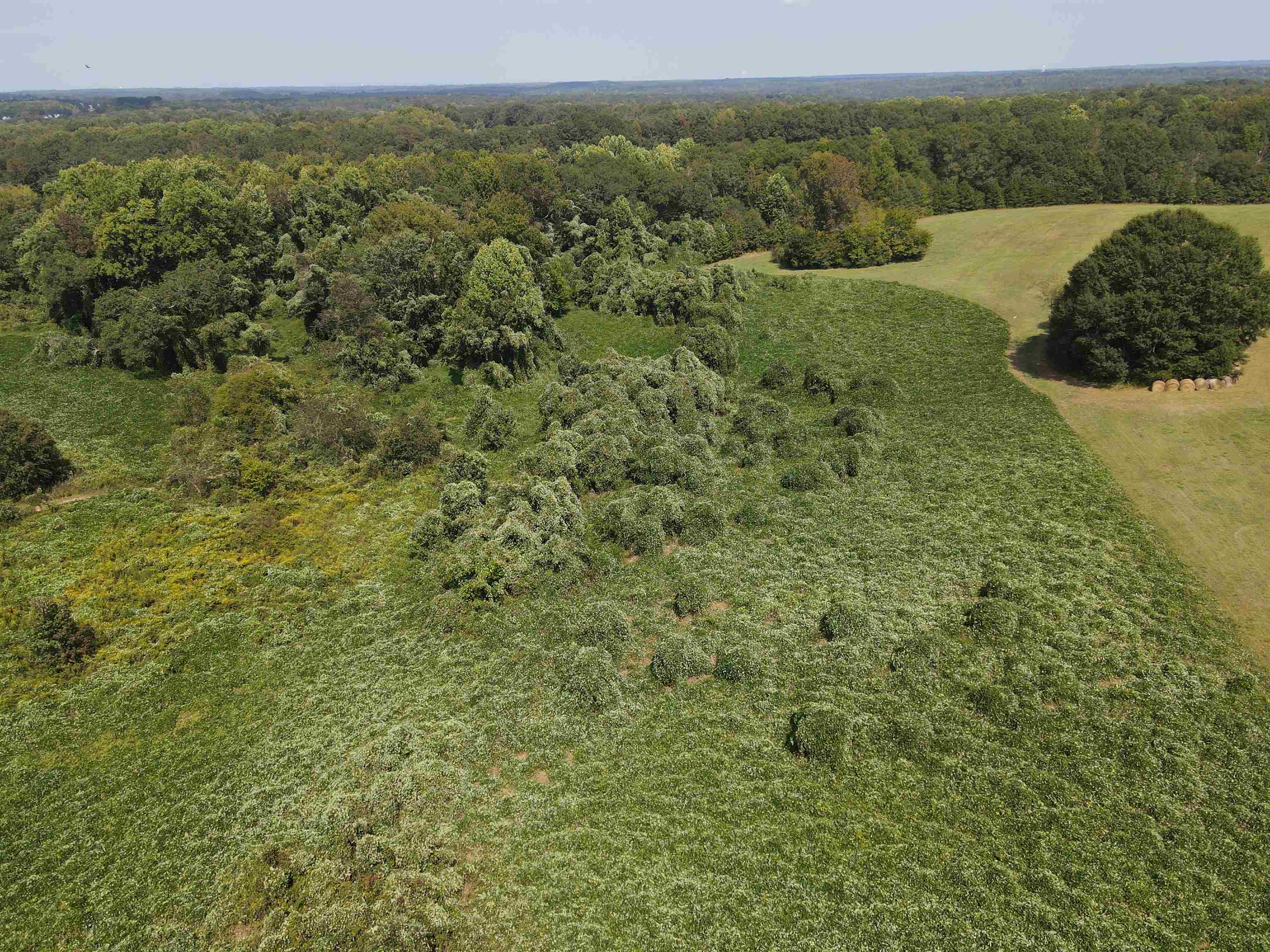 0 Fosters Grove Road Chesnee, SC 29323 - Photo 11 of 13 Gallery Image 11
