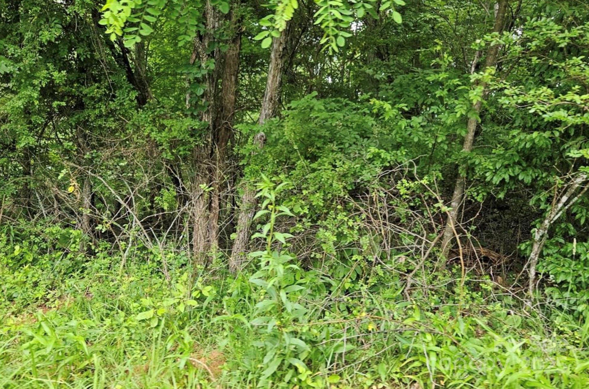 Lot 3 Mountain View Road Burnsville, NC 28714 - Photo 11 of 17 a view of a lush green forest