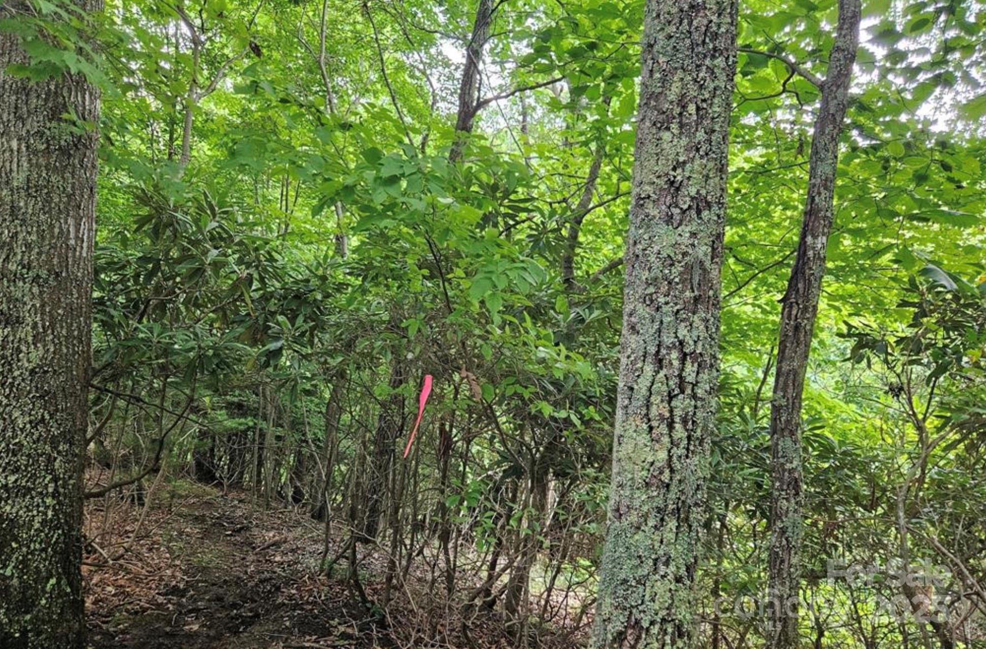 Lot 3 Mountain View Road Burnsville, NC 28714 - Photo 4 of 17 a view of a lush green forest