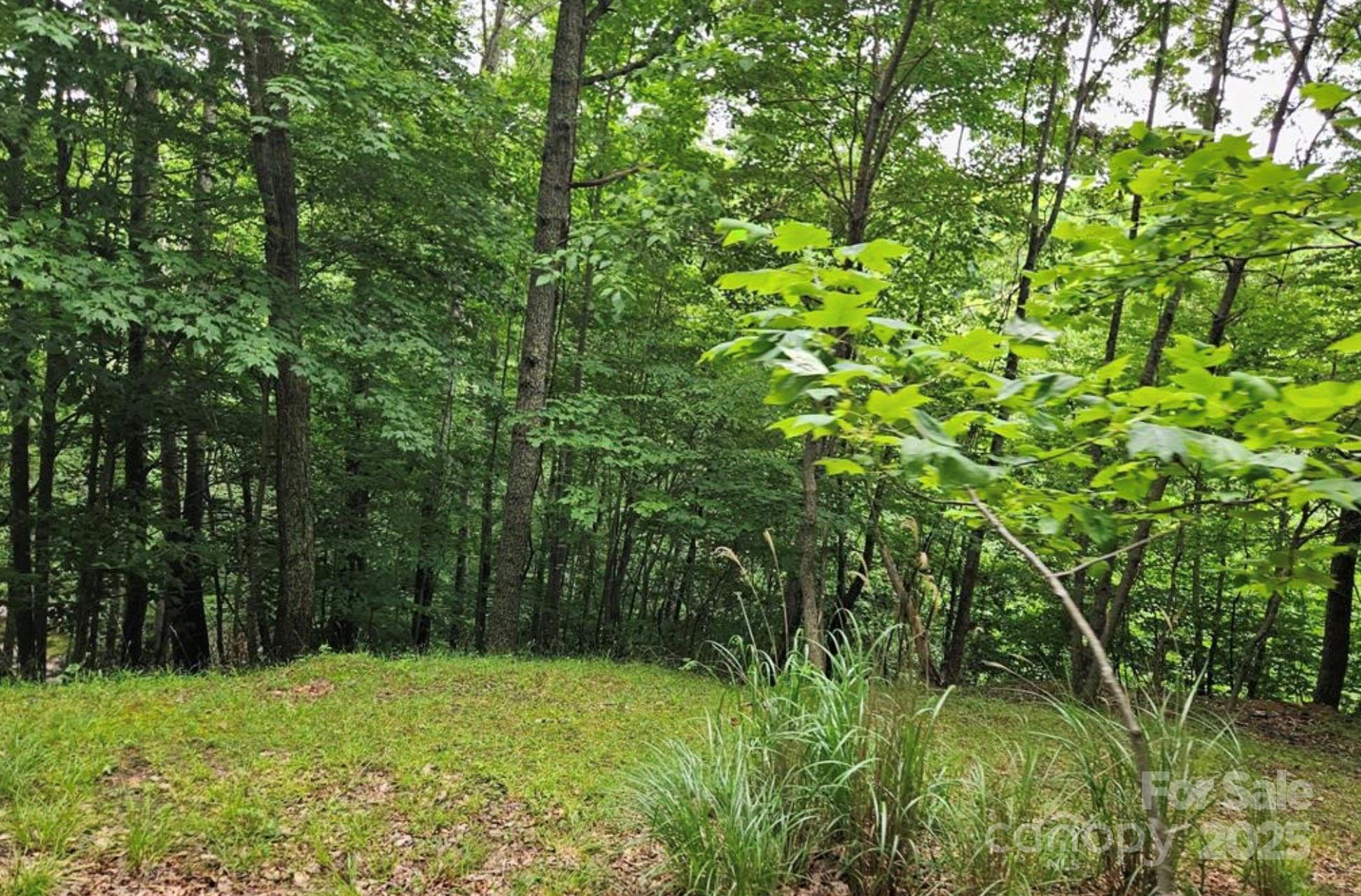 Lot 3 Mountain View Road Burnsville, NC 28714 - Photo 6 of 17 a view of lush green forest