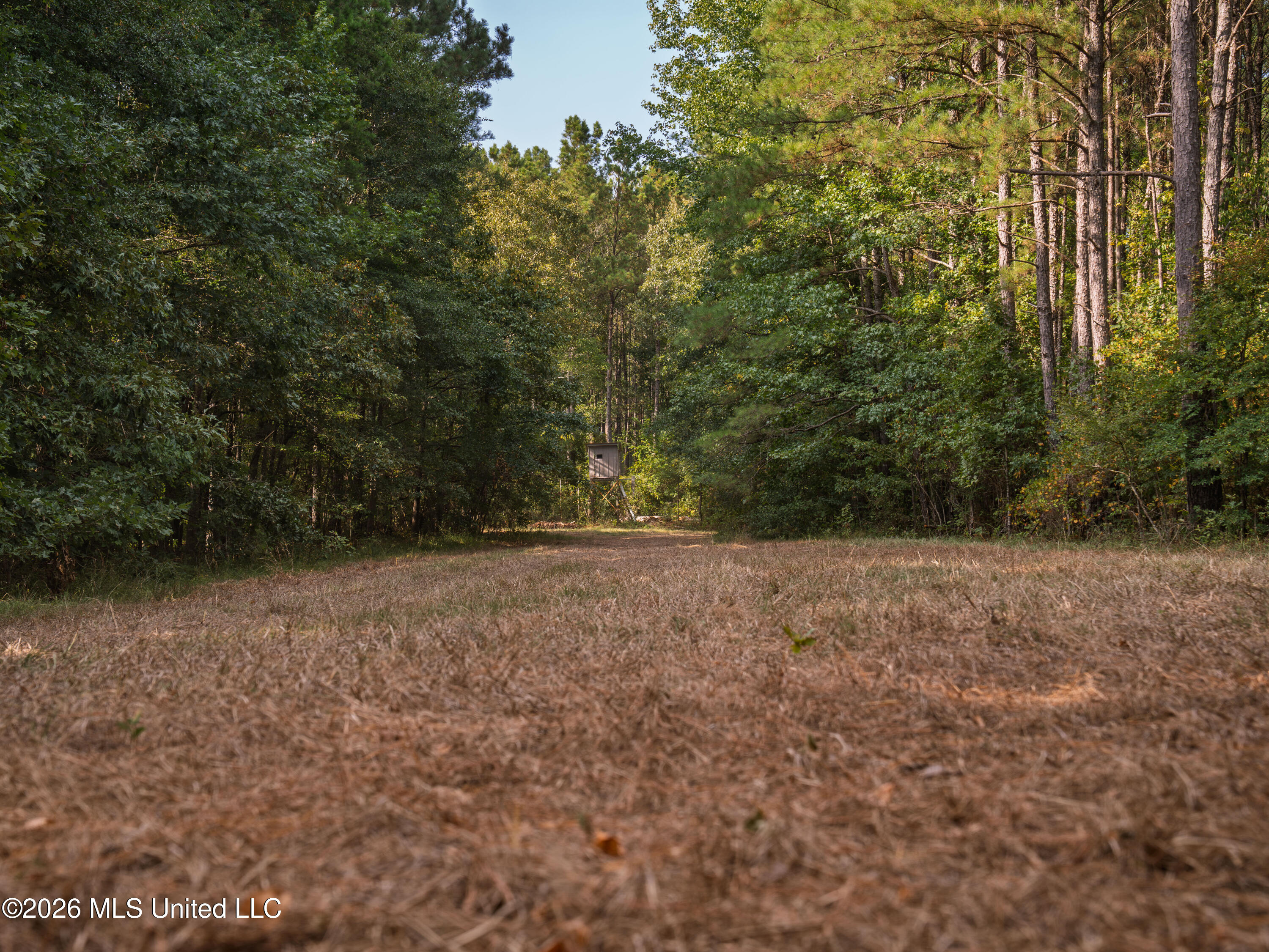 884 Truitt Road Pickens, MS 39146 - Photo 9 of 36 A7404501