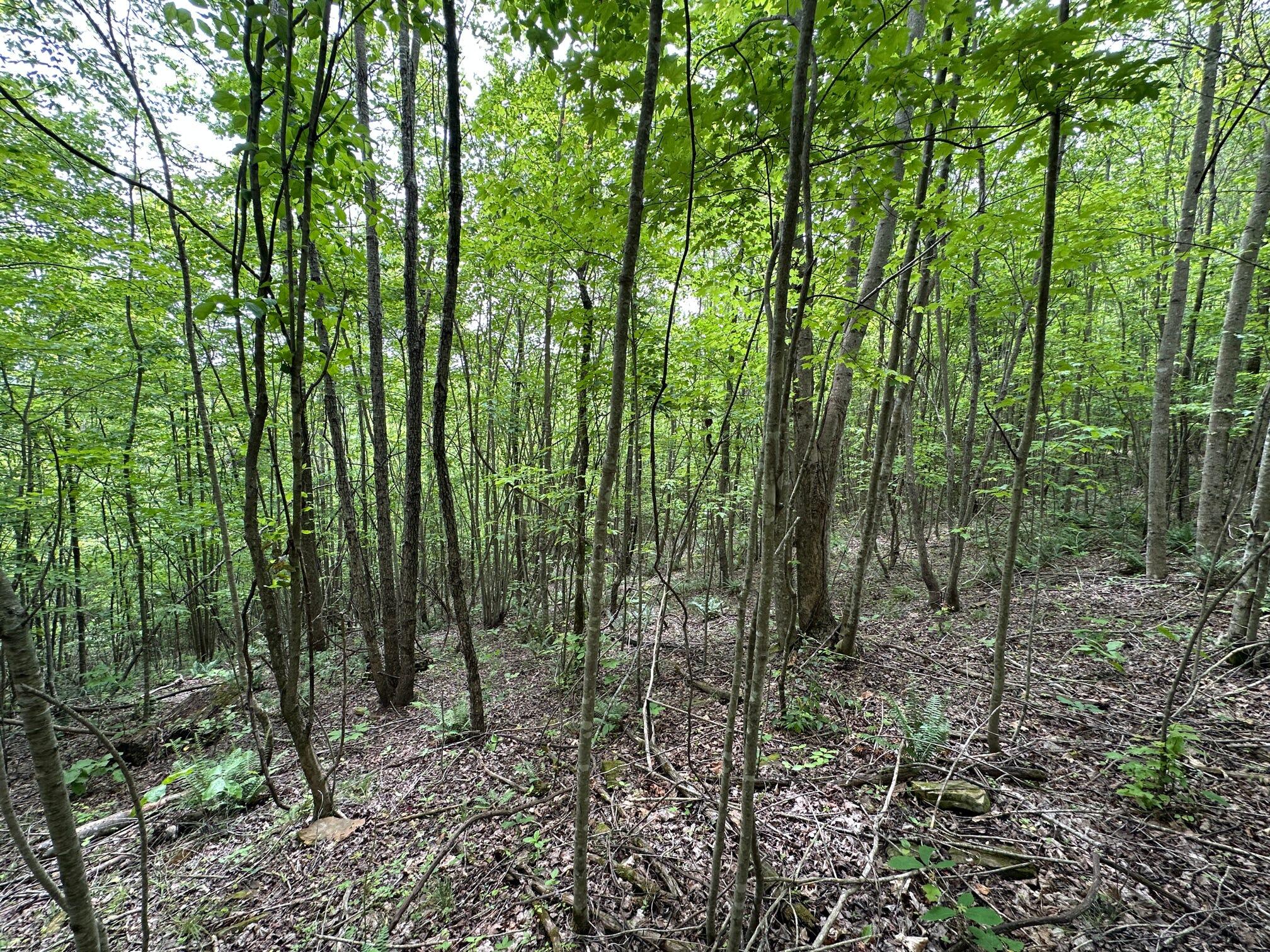 1802 River Road Williamsburg, KY 40769 - Photo 42 of 59 Woods