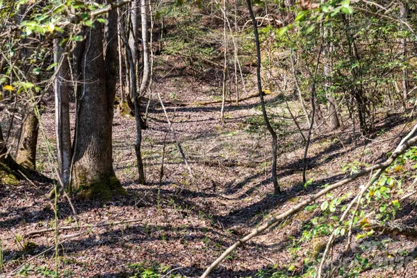 a view of a forest with trees